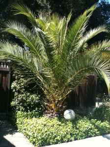 I've seen my bees feeding on the palm flowers